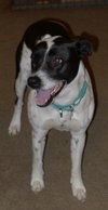 Monet - ADOPTED 01.23.16