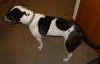 Monet - ADOPTED 01.23.16