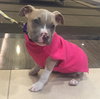 Muffin - ADOPTED 01.30.16