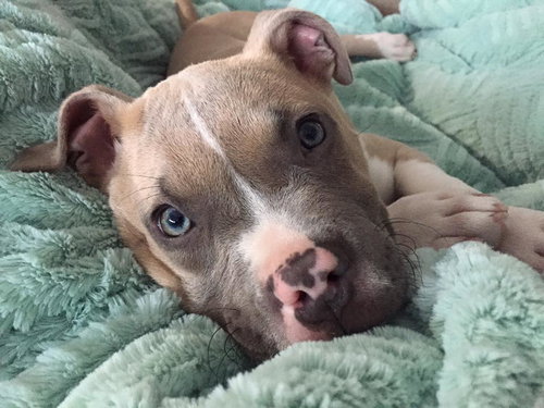 Muffin - ADOPTED 01.30.16