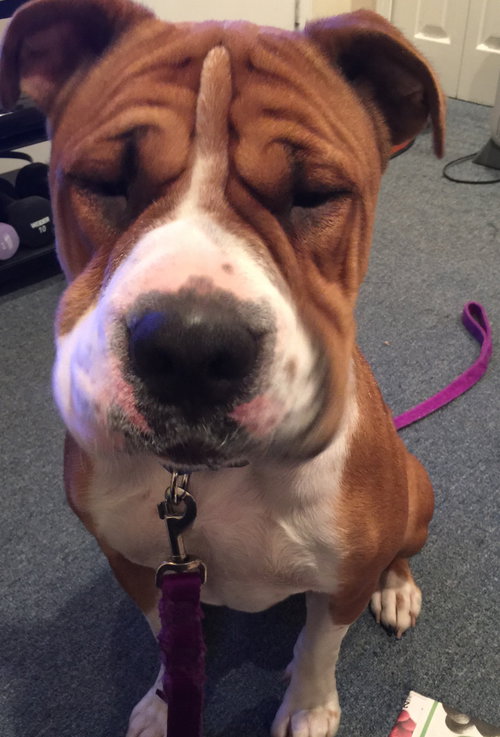 Mister Wrinkles - ADOPTED 04.22.16