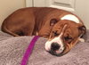 Mister Wrinkles - ADOPTED 04.22.16