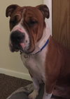 Mister Wrinkles - ADOPTED 04.22.16