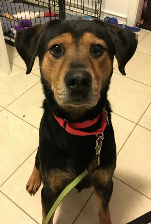 Wyatt - ADOPTED 02.13.16