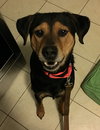 Wyatt - ADOPTED 02.13.16