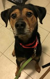 Wyatt - ADOPTED 02.13.16
