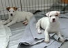 Lp litter Virginia - ADOPTED 02.20.16