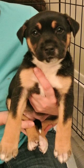 Lp litter Carolina-ADOPTED 02.12.16