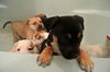 Lp litter Carolina-ADOPTED 02.12.16