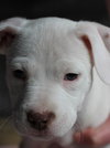 Mp Litter Effie - ADOPTED 03.09.16