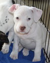 Mp Litter Effie - ADOPTED 03.09.16