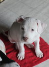 Mp Litter Effie - ADOPTED 03.09.16