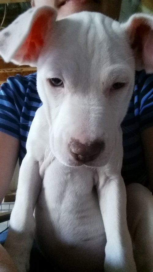 Mp Litter Effie - ADOPTED 03.09.16
