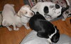 Mp Litter Johanna - ADOPTED 02.28.16