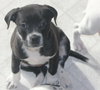 Mp Litter Johanna - ADOPTED 02.28.16