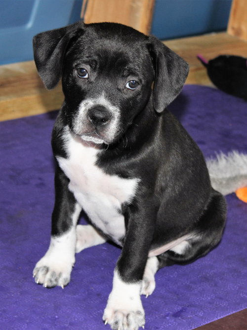 Mp Litter Johanna - ADOPTED 02.28.16