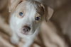 Mp Litter Mags - ADOPTED 02.15.19