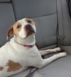 Mp Litter Mags - ADOPTED 02.15.19