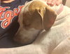 Mp Litter Mags - ADOPTED 02.15.19