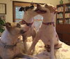 Mp Litter Mags - ADOPTED 02.15.19