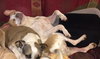 Mp Litter Mags - ADOPTED 02.15.19