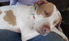 Mp Litter Mags - ADOPTED 02.15.19