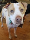 Mp Litter Mags - ADOPTED 02.15.19
