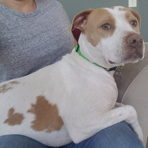Mp Litter Mags - ADOPTED 02.15.19