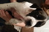 Mp Litter Finnick - ADOPTED 02.23.16