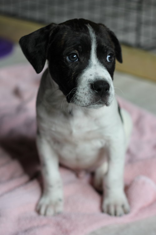 Mp Litter Finnick - ADOPTED 02.23.16