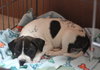 Mp Litter Finnick - ADOPTED 02.23.16