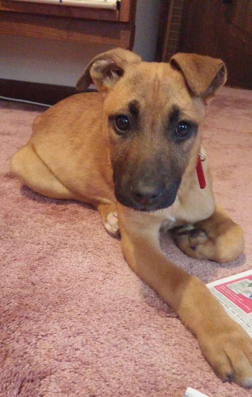 Np Litter Lydia - ADOPTED 02.18.16