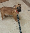 Np Litter Lydia - ADOPTED 02.18.16
