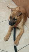 Np Litter Lydia - ADOPTED 02.18.16