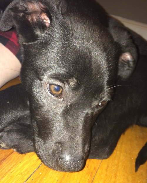 Np Litter Lupin - ADOPTED 02.26.16