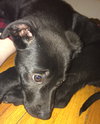 Np Litter Lupin - ADOPTED 02.26.16