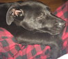 Np Litter Lupin - ADOPTED 02.26.16