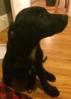 Np Litter Lupin - ADOPTED 02.26.16