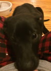 Np Litter Lupin - ADOPTED 02.26.16