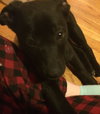 Np Litter Lupin - ADOPTED 02.26.16