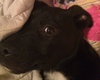 Np Litter Lupin - ADOPTED 02.26.16
