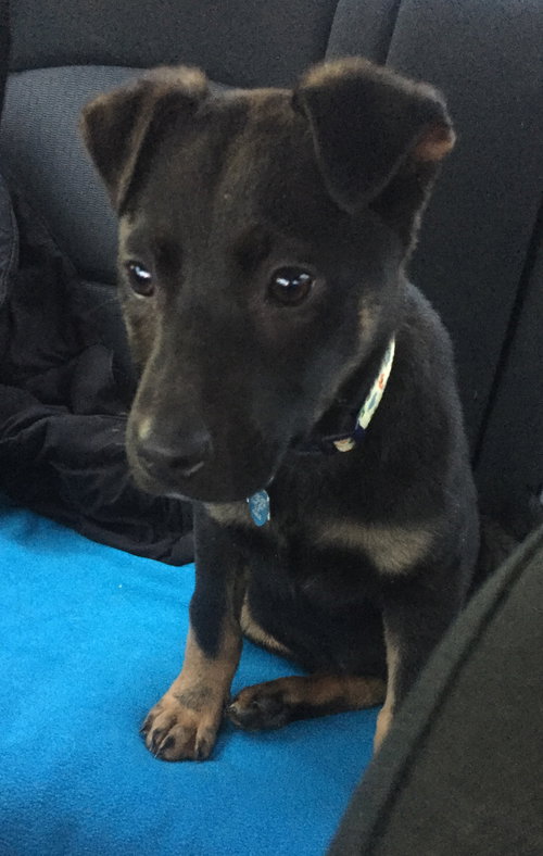 Np Litter Lauton - ADOPTED 02.20.16