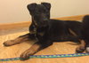 Np Litter Lauton - ADOPTED 02.20.16