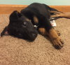 Np Litter Lauton - ADOPTED 02.20.16