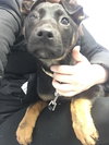 Np Litter Lauton - ADOPTED 02.20.16