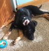 Np Litter Lauton - ADOPTED 02.20.16