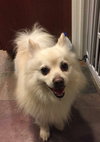 Sheldon - ADOPTED-2.27.16