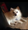 Sheldon - ADOPTED-2.27.16