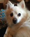 Sheldon - ADOPTED-2.27.16