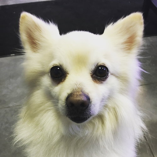 Sheldon - ADOPTED-2.27.16